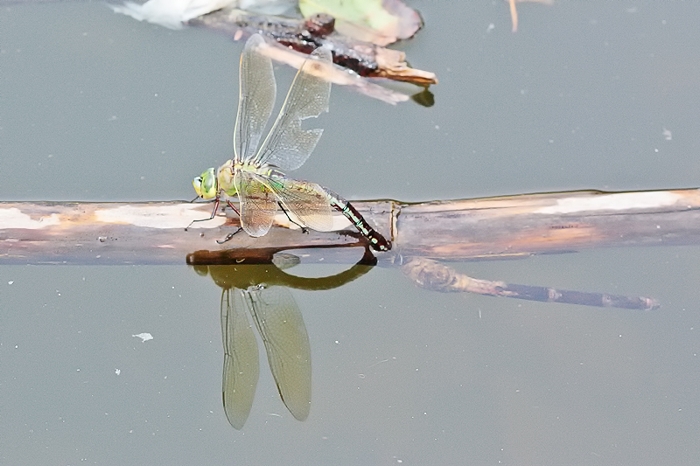 A. imperator femmina